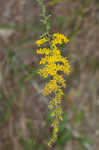 Gray goldenrod